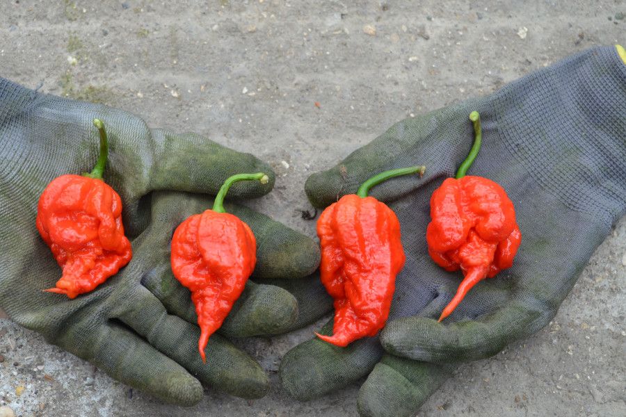 Notorious British grown chilli pepper, the Carolina Reaper, just got hotter
